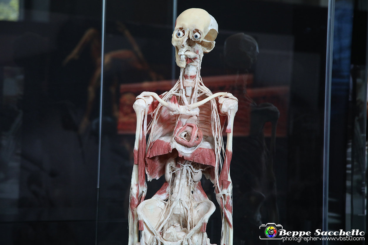VBS_2832 - Mostra Body Worlds.jpg